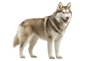 PNG Siberian husky with fluffy coat standing and looking alert