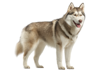 PNG Siberian husky with fluffy coat standing and looking alert