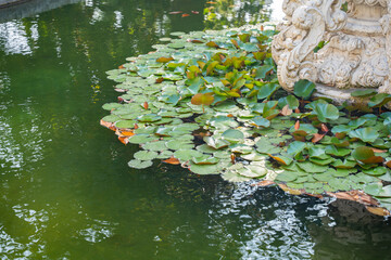 Lily pads on green pond with calm water. Natural serenity water garden with floating leaves and tranquil reflections. Stillness and stone by the pond. Outdoor setting