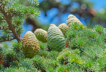 spruce branch with cones on a green background