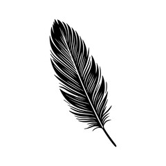 Fototapeta premium A single, stylized black feather, detailed lines, isolated on white background.