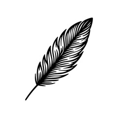 Fototapeta premium A detailed black and white illustration of a single bird feather.