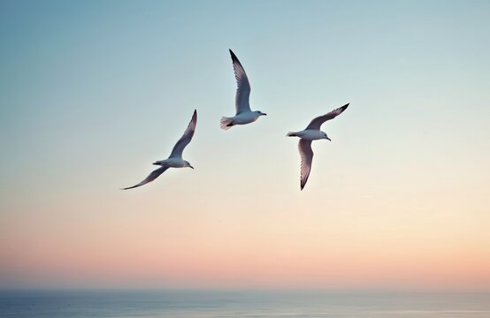 Three seagulls soar across pastel sunset sky over calm ocean water. Birds fly peacefully over the horizon. Romantic nature photo of a serene scene, showing freedom, peace. Perfect for vacation themes.