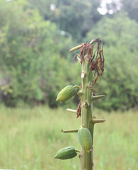 The papaya tree is dying.