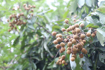 There are many longans on the tree.