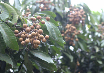 There are many longans on the tree.
