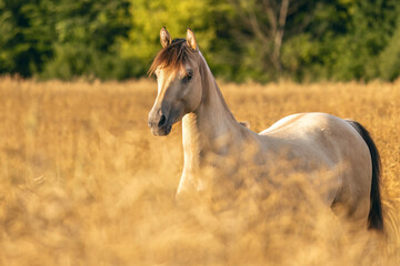 Graceful Morgan Mare on a Blooming Summer Field