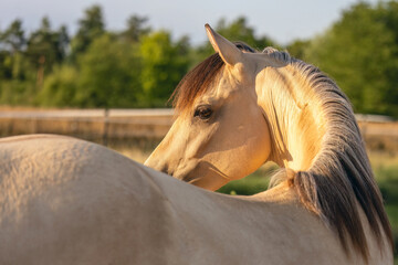 Graceful Morgan Mare on a Blooming Summer Field
