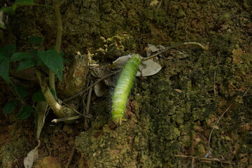 green caterpillar 7