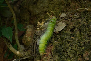 green caterpillar 5