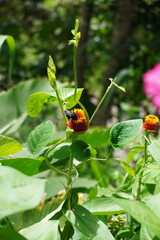Black bee on a  flower 2
