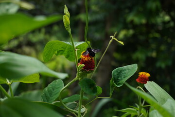 Black bee on a flower 1