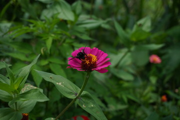 Black bee on a pink flower 4