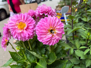 Vibrant Pink Blooming Dahlias flowers and Bumblebee on a Flower close up