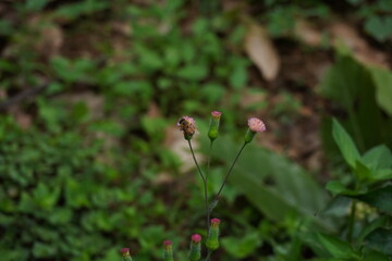 little bee on a flower