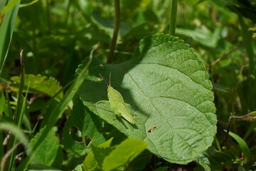 Green grasshopper on a leaf 