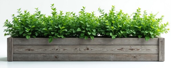 Wooden planter box with green plants. Grey wooden texture. Green leaves and foliage. Home and garden design. Eco-friendly and natural decor. Rustic farmhouse style, modern trendy minimalist aesthetic