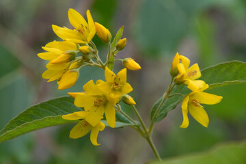 Blüten des Gilbweiderich