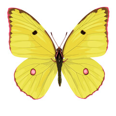Clouded Sulphur butterfly in vibrant yellow and pink colors, white background, isolated, vector	  