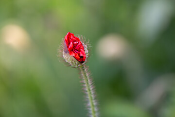A Flower Bud of Red Papaver Rhoeas Flanders Common Poppy Before the Flowers Bloom