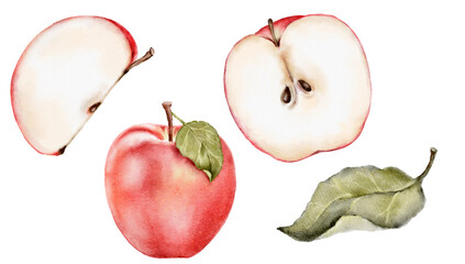 Watercolor red apples, apple slices and leaf isolated on white. Hand painted botanical illustration of red fruit for winter or autumn compositions, cards, prints and fabric design.