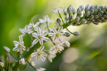 
Albuca Bracteata, Pregnant Onion, Ornithogalum Longibracteatum, False Sea Onion, Sea-Onion,...