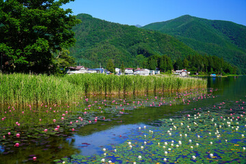 初夏の木崎湖に咲く睡蓮