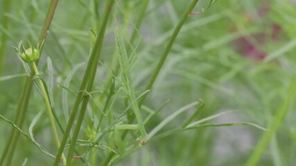 Tokyo, Japan - July 5, 2025:　Closeup of a mantis on culm of cosmos