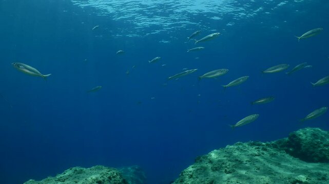 boops boops linnaeus fish school underwater 