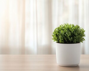A small green plant in a white pot sits on a wooden surface with soft, light-colored curtains in the background.