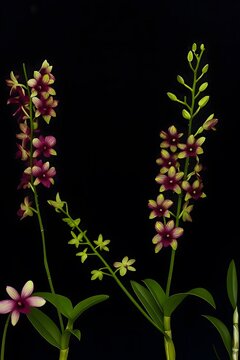 Elegant Purple Orchid Flowers (Dendrobium) on Black Background &ndash; Digital Botanical Illustration
