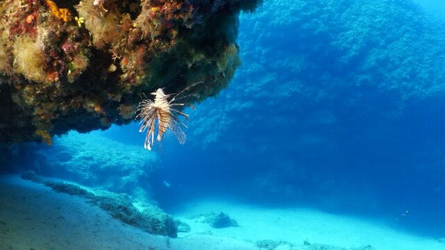 lionfish  underwater in a cave  ocean behaviour scenery searching food