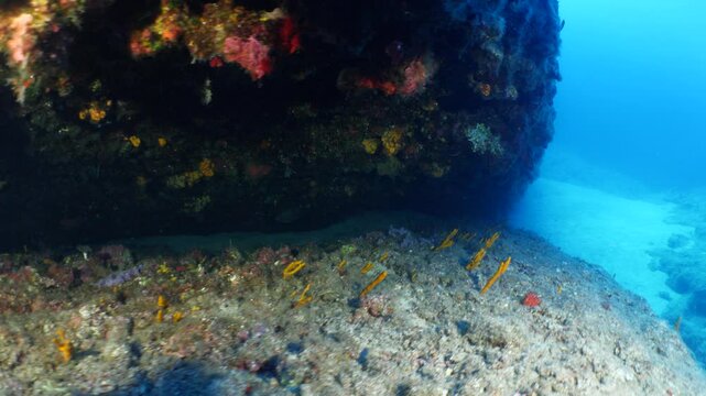 sponges underwater Mediterranean sea ocean scenery of sea habitat Aplysina cavernicola