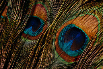 Multiple peacock feathers arranged as soft decorative background. Natural exotic