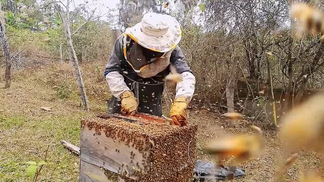 Latin farmers examine hives to confirm the health of the bees. Beekeepers remove wooden frames from the hive.