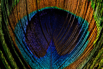 Macro view peacock feather showing detailed eye pattern and fibers.Tropical bird