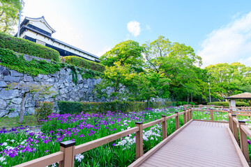 初夏の舞鶴公園 花菖蒲園　福岡県福岡市　Maizuru Park Iris Garden in early summer....