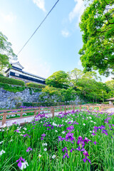 初夏の舞鶴公園 花菖蒲園　福岡県福岡市　Maizuru Park Iris Garden in early summer....