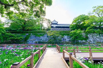 初夏の舞鶴公園 花菖蒲園　福岡県福岡市　Maizuru Park Iris Garden in early summer....