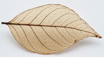 Fototapeta premium A delicate leaf skeleton is isolated on white background