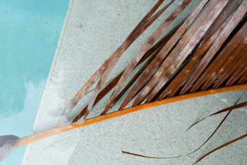 A dry brown palm frond floats delicately in a clear swimming pool near the tiled edge. The...