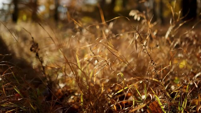 AI-generated close-up of dry brown grass, likely in a lawn or field, showing signs of drought stress