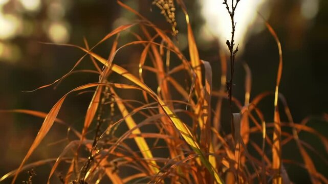 AI-generated close-up of tall ornamental grasses glowing in warm golden light, at sunrise or sunset