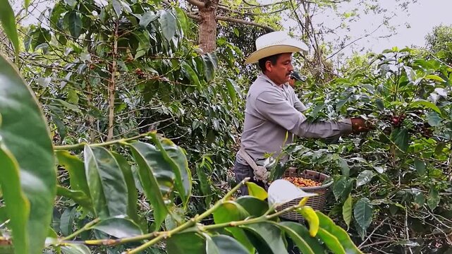 A coffee picker works on a plantation in the high mountains of Jalapa, Guatemala.