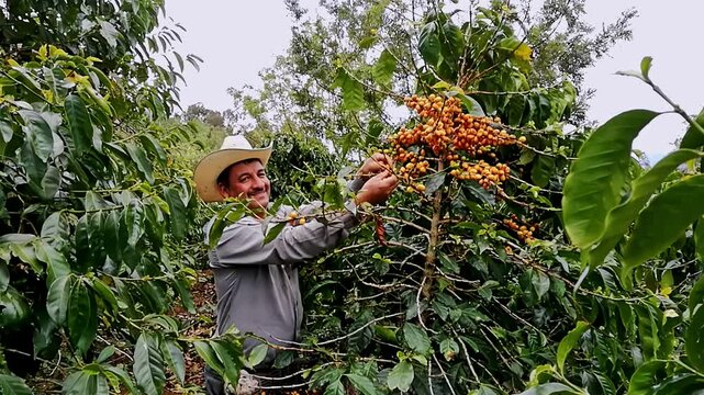Portrait of an elderly Latino coffee picker.