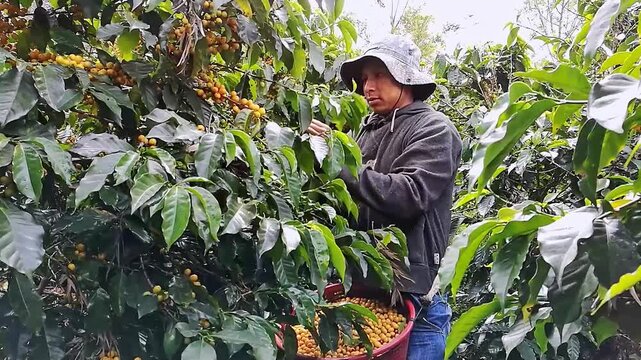 A Latin American coffee picker picks ripe coffee beans from the coffee plant.