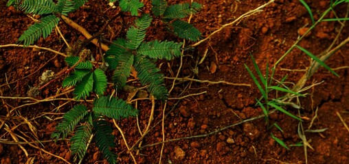 long background, This texture highlights the impact of climate change on land and ecosystems.