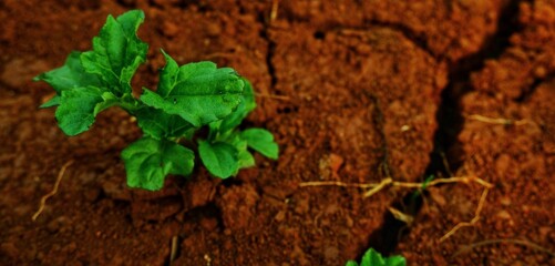 long background, This texture highlights the impact of climate change on land and ecosystems.