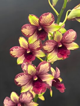 Vibrant Dendrobium Orchid Flowers with Red and Yellow Petals on Dark Background &ndash; AI Botanical Art