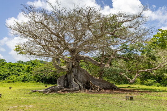 Vieques 300 year old Ceiba Tree, Puerto Rico, located in a park